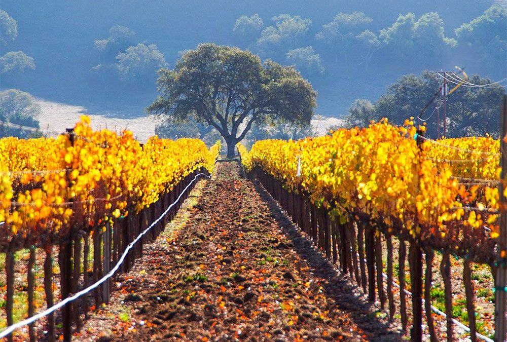 Oak in Amber Vineyard